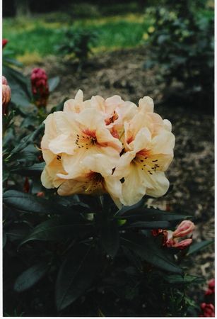 Rhodo Double Eagle